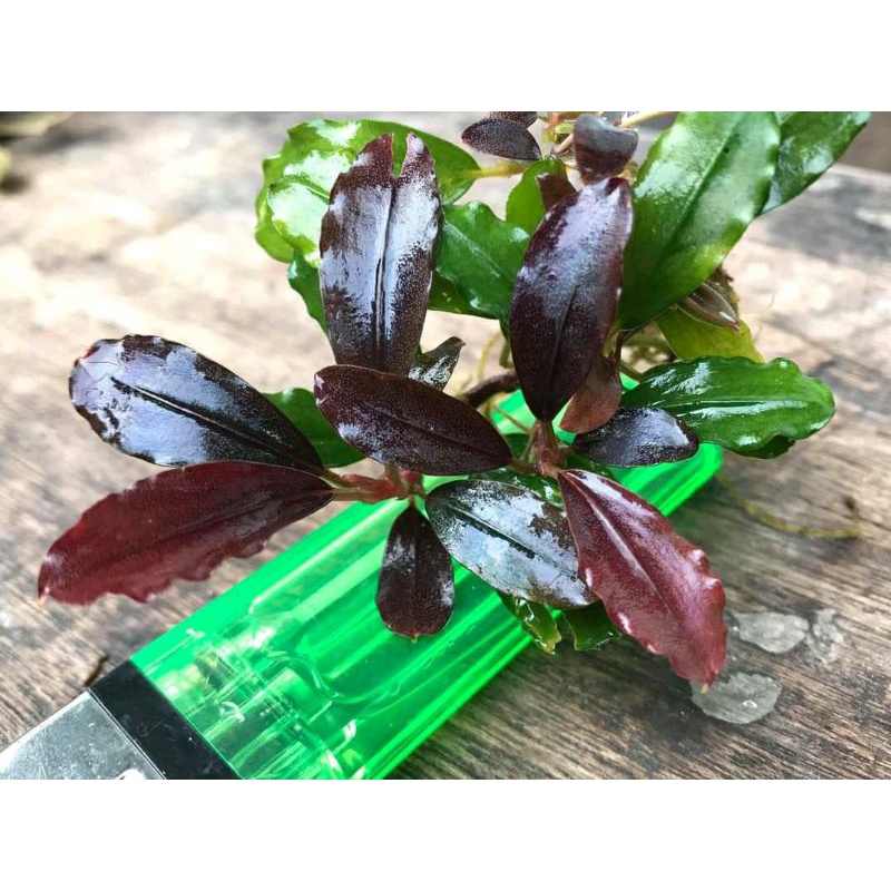 Jual Bucephalandra Buce brownie taneman aquascape | Shopee Indonesia