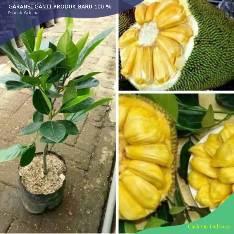 Jual Bibit Nangka Madu Hasil Okulasi Unggul Super Murah Shopee Indonesia