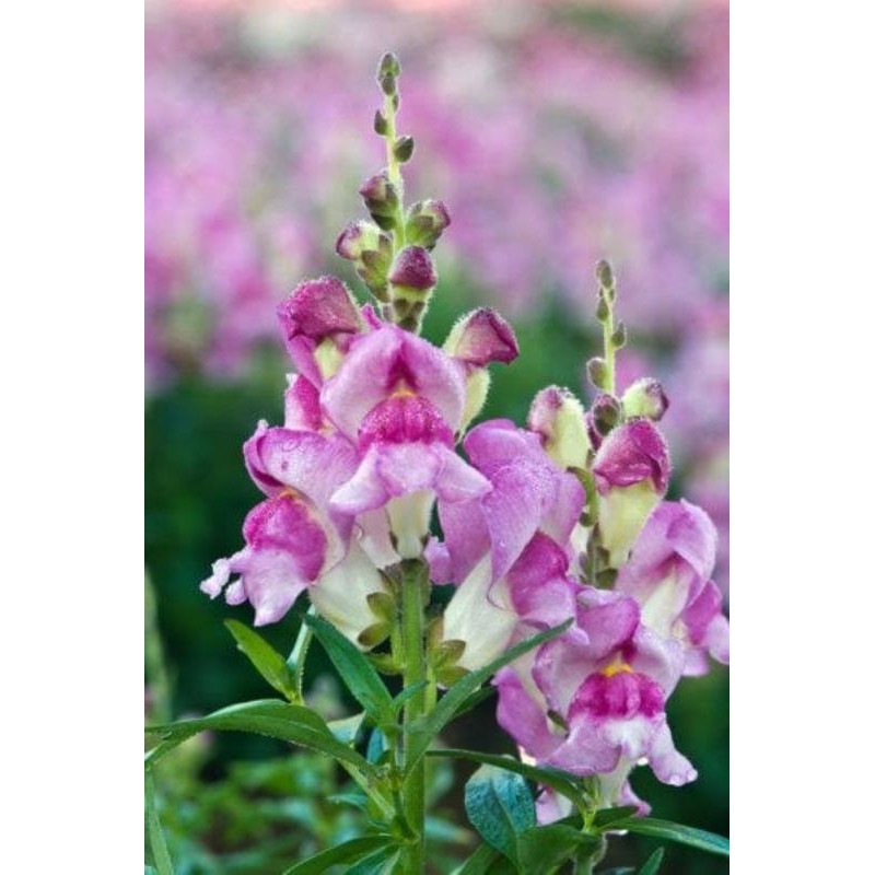 Jual 10 Butir - benih bunga snapdragon benih biji bunga tengkorak ...