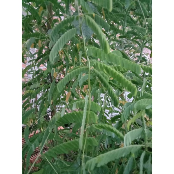 Jual Daun Saga Manis/Saga Rambat ( Abrus Precatorius.L ) | Shopee Indonesia