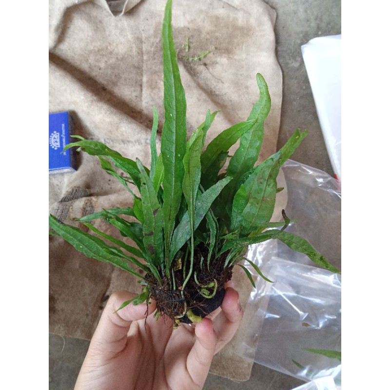 Jual tanaman aquascape Java fern media wabikusa | Shopee Indonesia