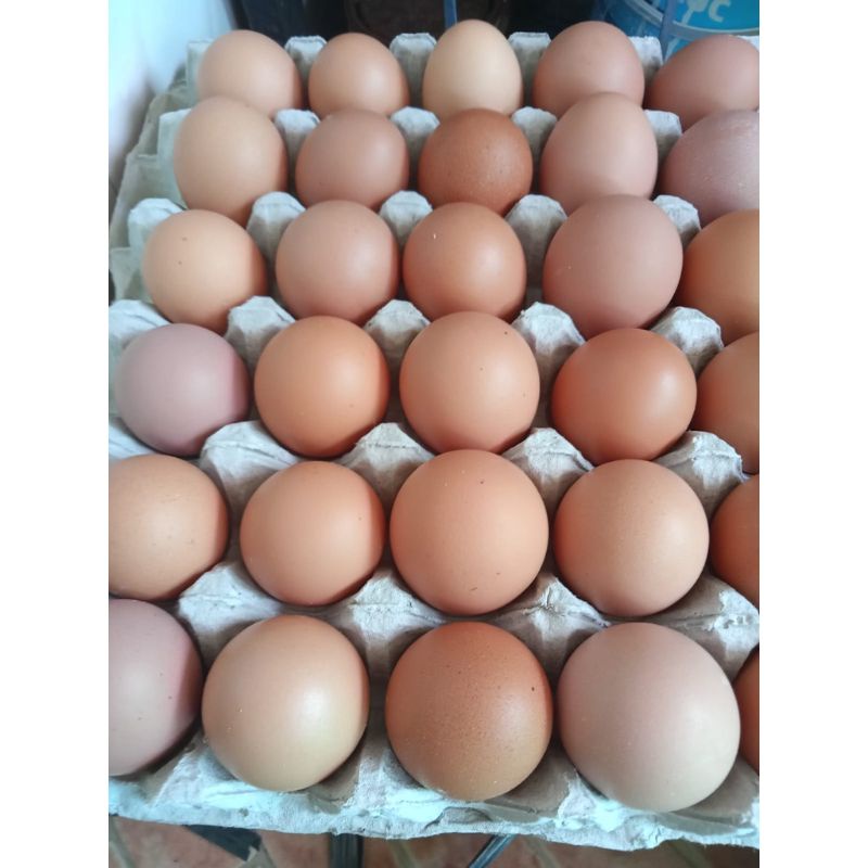 Jual Telur Ayam Negeri 1kg Shopee Indonesia 3746