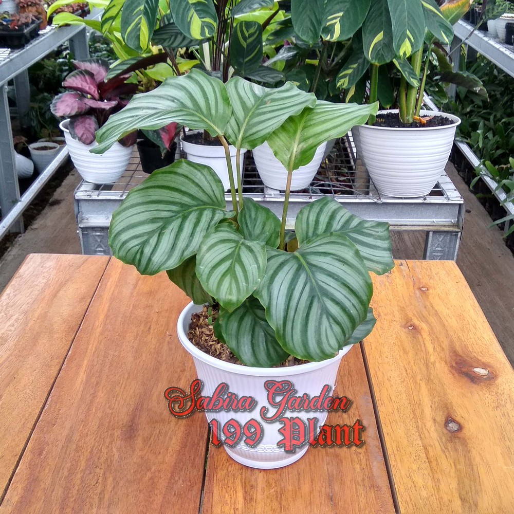 Jual Tanaman Hias Calathea Orbifolia (tanaman dalam kondisi rimbu ...