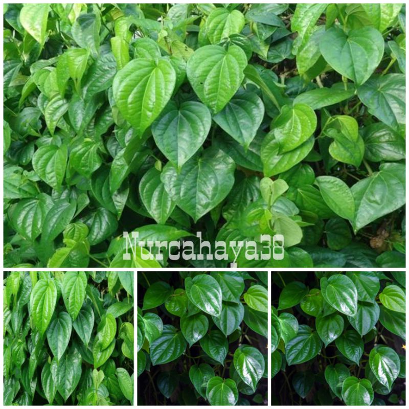 Jual Daun Sirih Segar Dan Fresh Daun Sirih Shopee Indonesia 1065