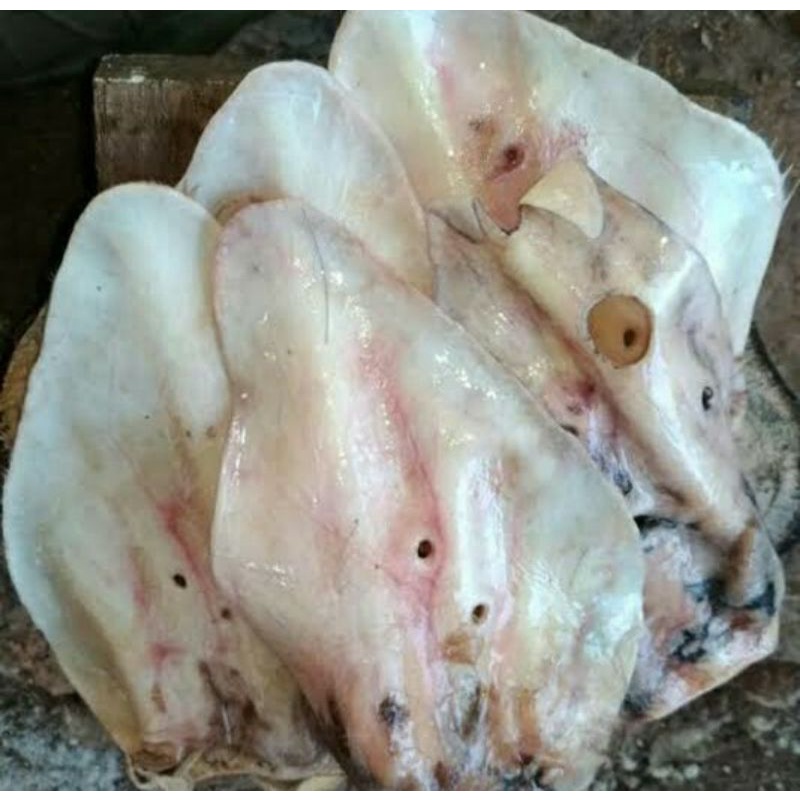 Jual kuping sapi bersih | Shopee Indonesia