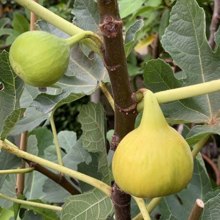 Jual bibit buah tin jenis yellow longneck - jenis tin kuning lonjong ...