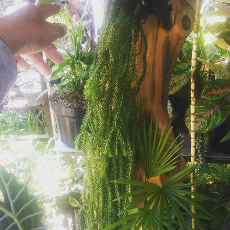 Jual Rumpai lycopodium ekor tanaman hias GIMBAL | Shopee Indonesia