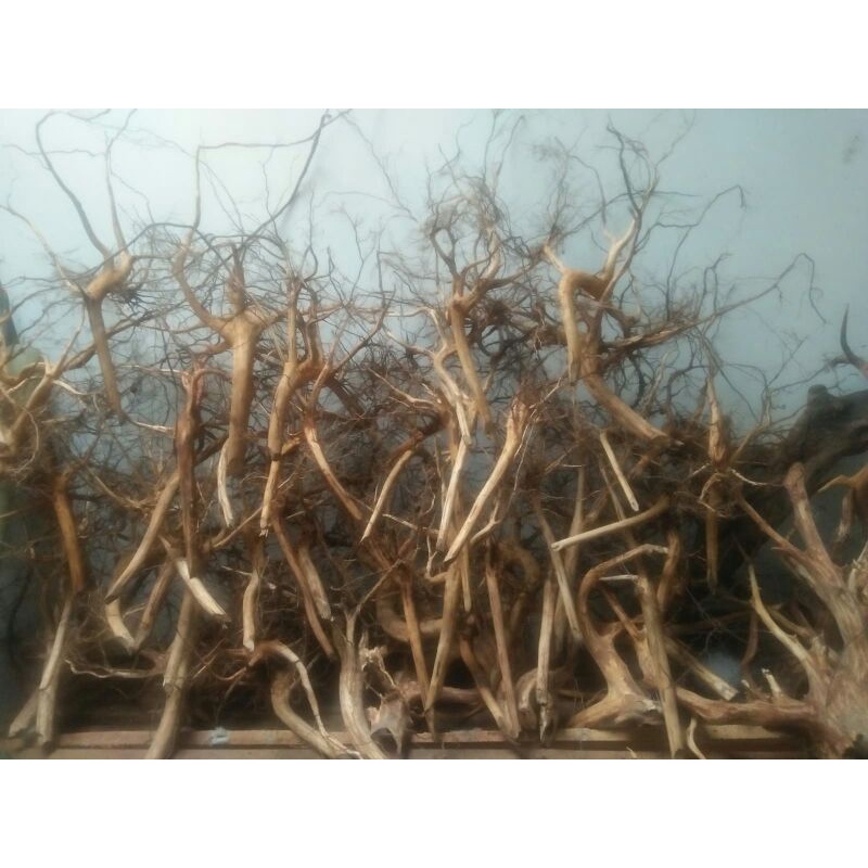 Jual akar sengani ukuran m seharga | Shopee Indonesia