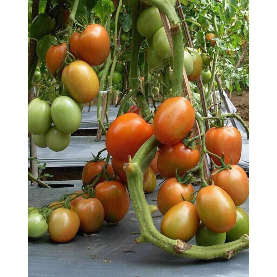 Bibit Tomat Unggul