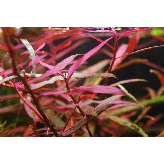 Jual Polygonum Sao paulo Red ( Tanaman aquascape Merah ) | Shopee Indonesia