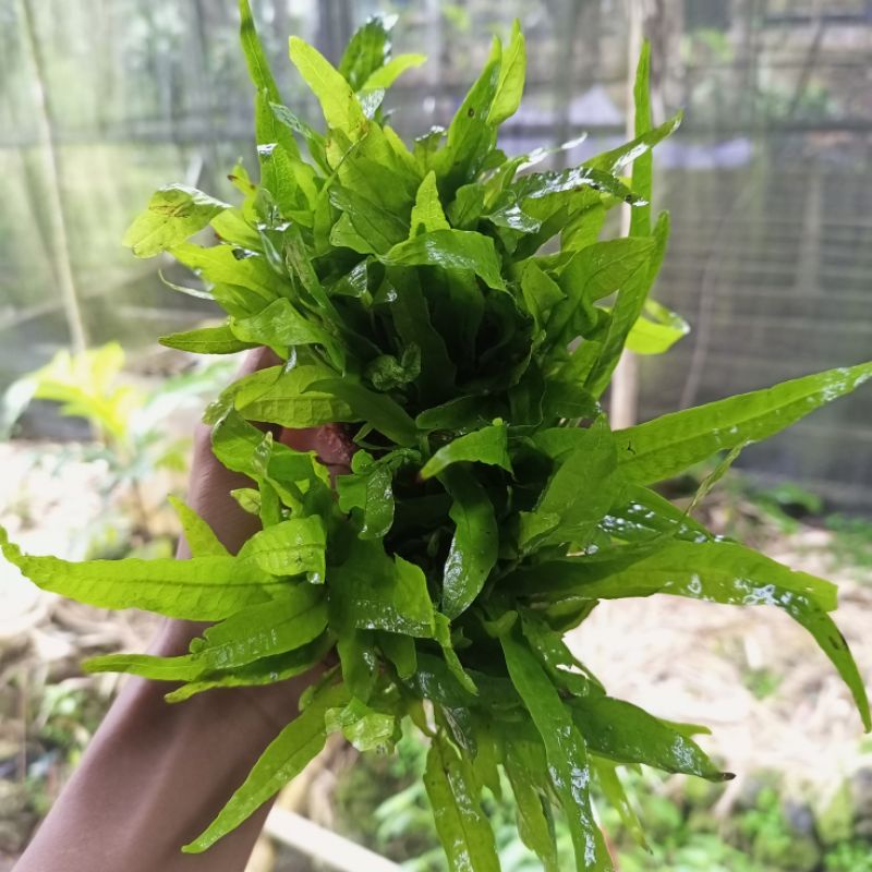 Jual tanaman aquascape kadaka java fern pertangkal/daun | Shopee Indonesia