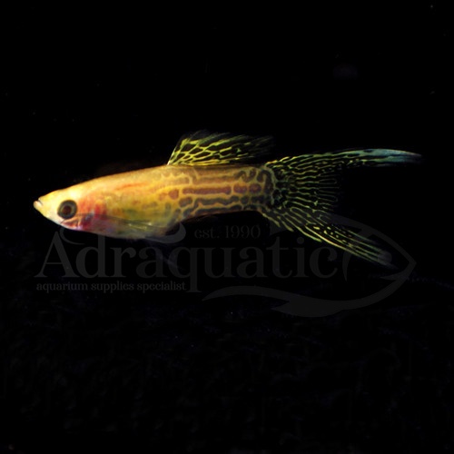 Jual (INSTANT BANDUNG) IKAN HIAS GUPPY YELLOW LACE DOUBLE SWORD AIR ...