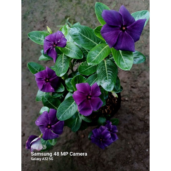 Jual VINCA Dark Purple . Tanaman Hidup | Shopee Indonesia