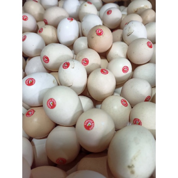 Jual Telur kampung OMEGA(merah) | Shopee Indonesia