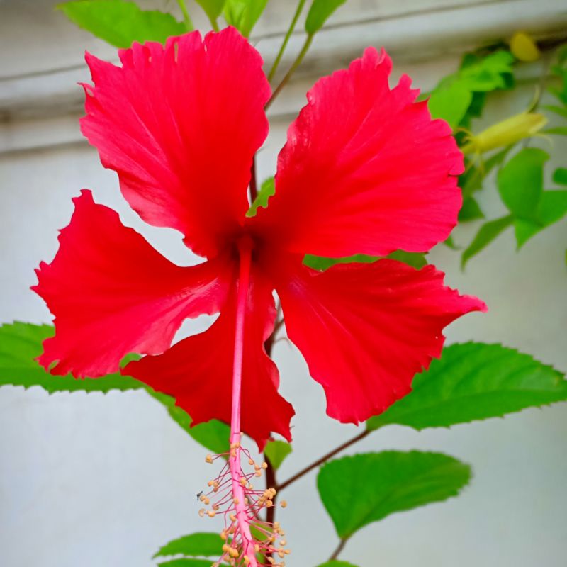 Jual Hibiscus / Bunga Sepatu / Bunga Raya warna merah | Shopee Indonesia