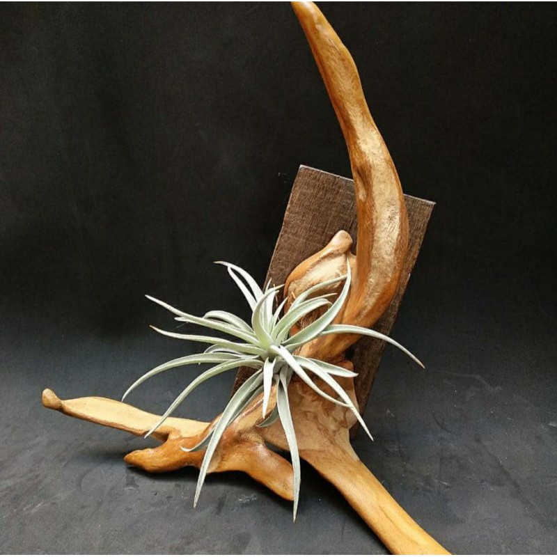 Jual TILLANDSIA HARISI & WOOD ART | Shopee Indonesia