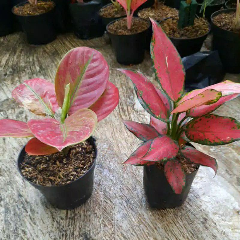 Jual tanaman hidup bunga hidup PAKET AGLONEMA AYUNINDI DAN RED ANJA ...