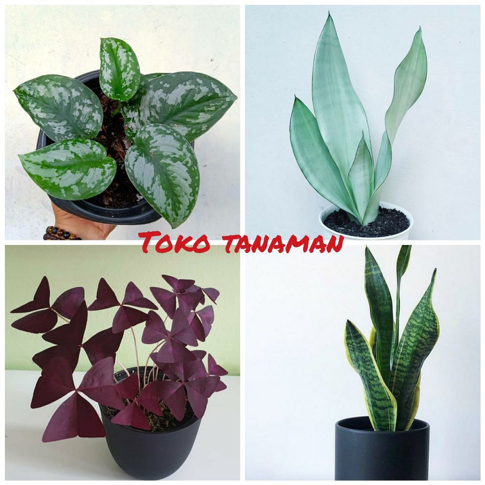 Jual 4 Tanaman Kekinian Bunga Indoor Tanaman Kekinian Bunga Pembersih ...