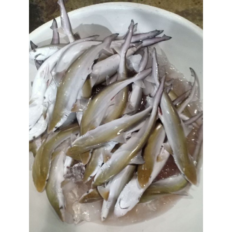 Jual Ikan cucut segar harian 1kg | Shopee Indonesia