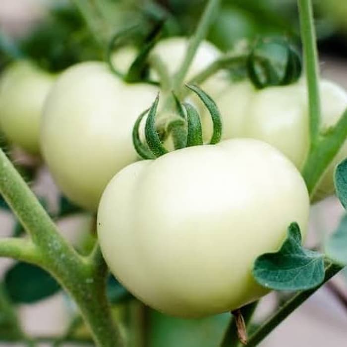 Jual Bibit Benih Biji Tomat Putih Unik Seeds Great White Tomato Isi Biji Shopee Indonesia