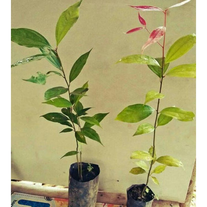 Jual Xna Bibit Pohon Kayu Manis ( Cinnamon Tree ) | Shopee Indonesia