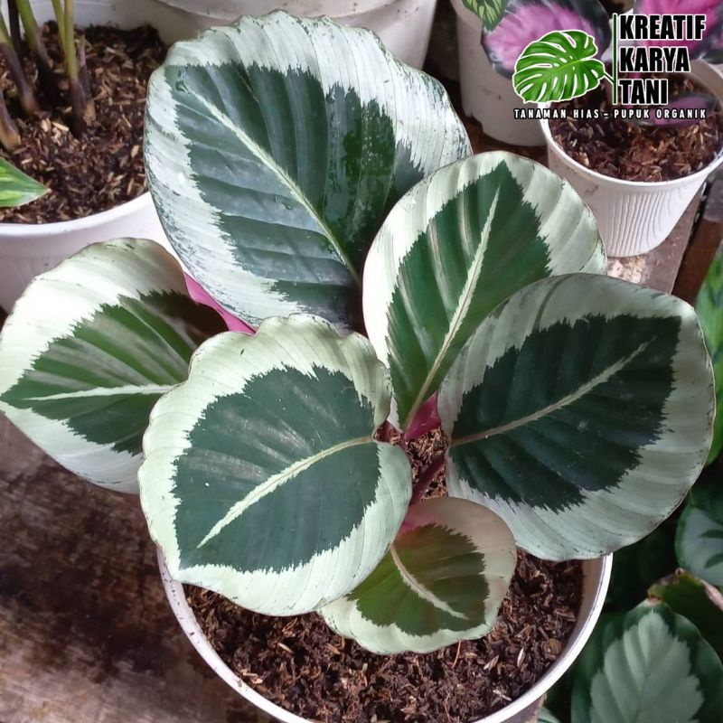 Jual Tanaman Hias Calathea Cynthia Silver - Calathea Marion | Shopee  Indonesia