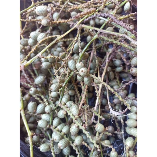 Jual buah rotan mini atau hoe cacing / kg | Shopee Indonesia