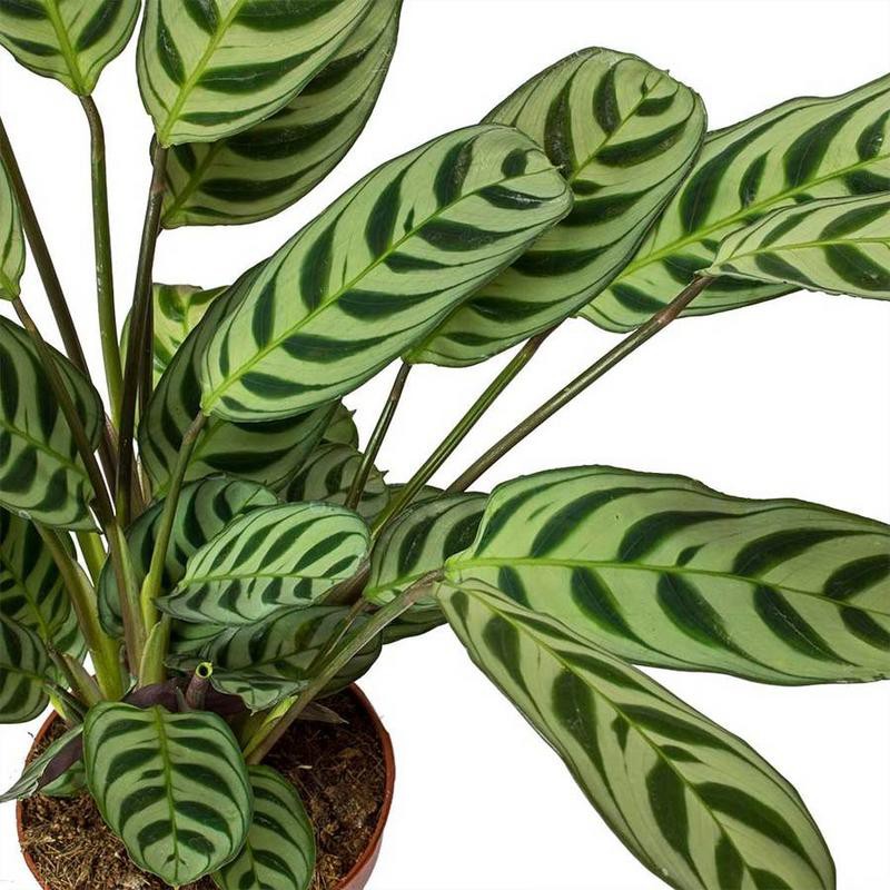 Jual Calathea Burle Marx Maranta Ekor Merak Tanaman Bebas Repot