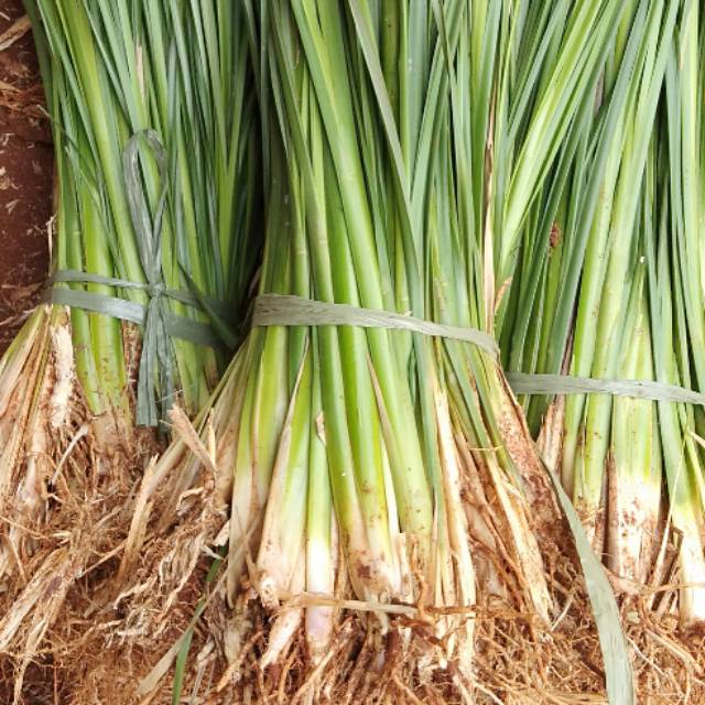 Jual Rumput Vetiver Tanaman Anti Longsor 1000 batang rumput Vetiver ...