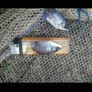 FRABILL 1264 Pinfish Trap