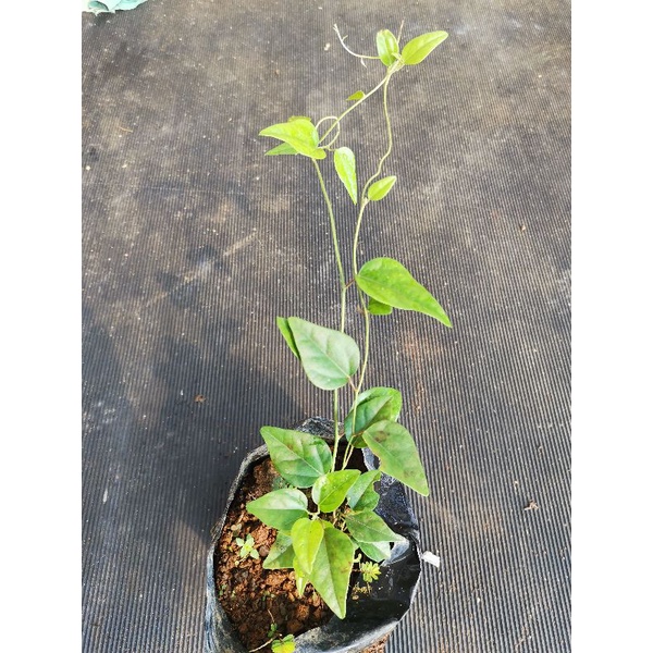 Jual Tanaman herbal cincau jelly rambat / cingcau jeli jely cimcau ...