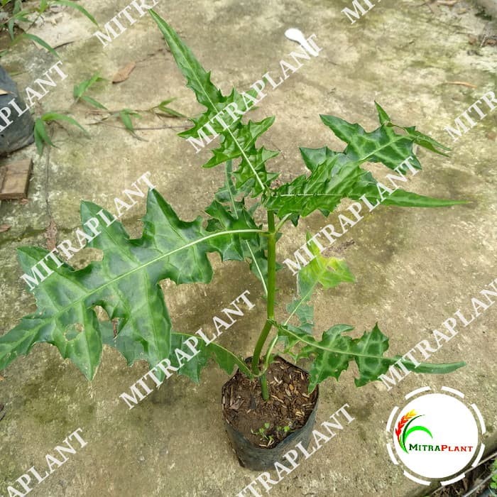 Jual Bibit Tanaman Daun Deruju Pohon Daun Jeruju Tanaman Herbal Shopee Indonesia