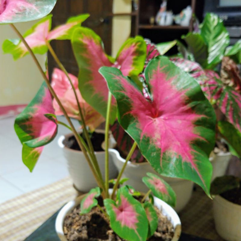 Jual Caladium Pink Love Keladi Pink Bonggol Berdaun Shopee Indonesia