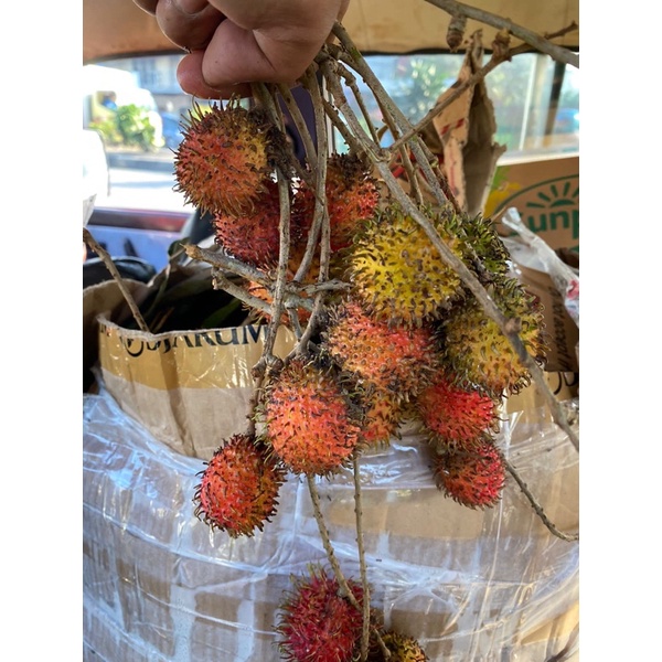 Jual RAMBUTAN RAPIAH 500GR BANDUNG | BUAH RAMBUTAN RAPIAH 500GR BANDUNG ...