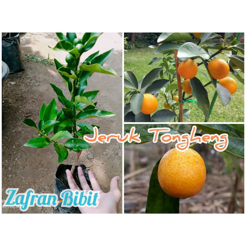 Jual Jeruk Nagami Dan Tongheng Kondisi Berbuah Shopee Indonesia 4142