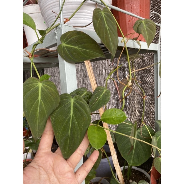 Jual PHILODENDRON MICANS - BUKAN PHILODENDRON MELANO - SIRIH - PHILO ...
