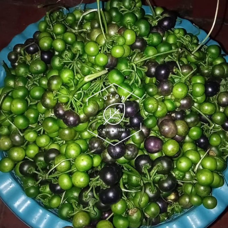Jual Buah Ranti atau Leunca Segar Lalapan Khas Sunda 1kg | Shopee Indonesia