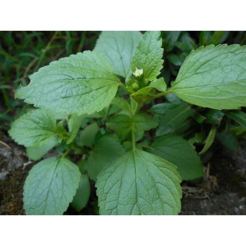Jual Daun babadotan atau bandot segar per 1 kg | Shopee Indonesia