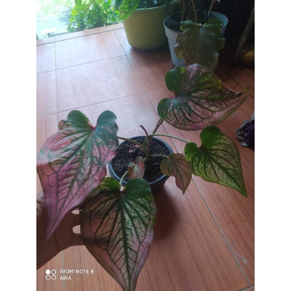 Jual caladium infinity | Shopee Indonesia