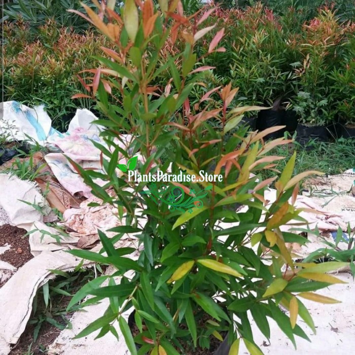 Jual Tanaman Hias Pucuk Merah Pohon Pucuk Merah Syzygium Paniculatum Shopee Indonesia