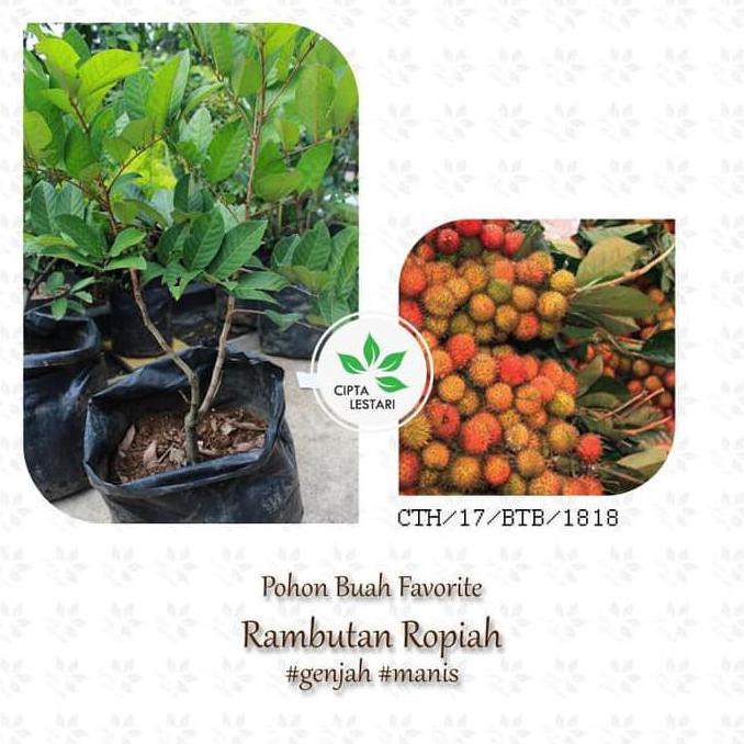 Jual Bibit Pohon Rambutan Rapiah - Tanaman Buah Ropiah Genjah Manis Dm+ ...