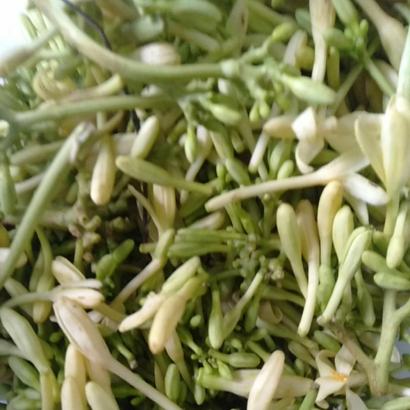 Jual Sayur Bunga Pepaya Kembang Kates Shopee Indonesia