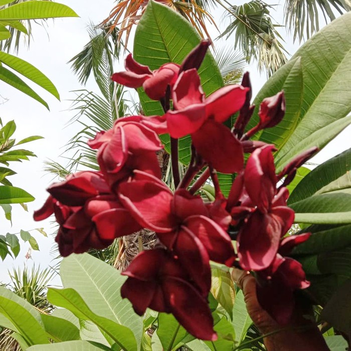jual-bibit-stek-pohon-kamboja-bali-atau-plumeria-merah-hitam-bludru