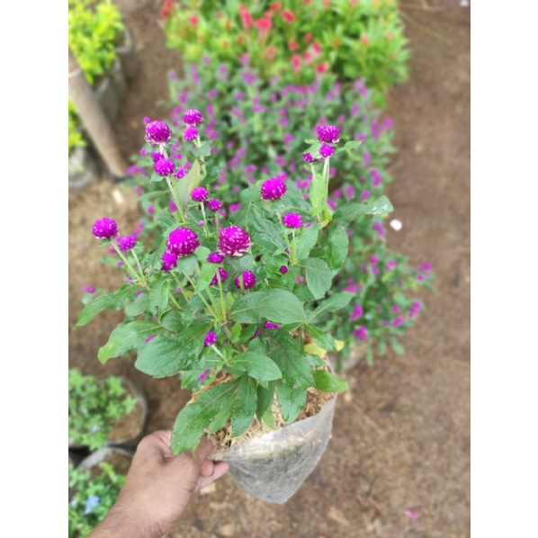 Jual Tanaman hias bunga kancing (Gomphrena Globosa) | Shopee Indonesia