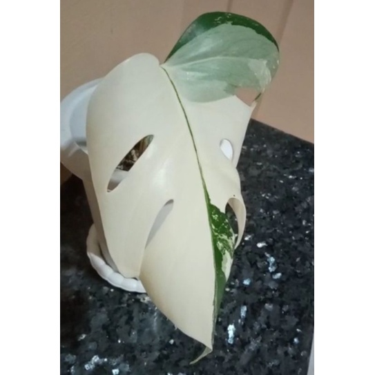 Jual monvar white tiger | Shopee Indonesia