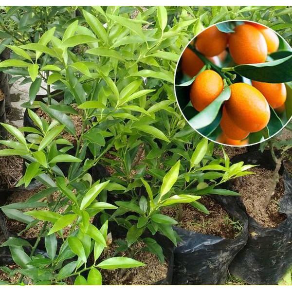 Jual Bibit Jeruk Nagami Siap Buah Bibit Buah Tanaman Pohon Tanaman