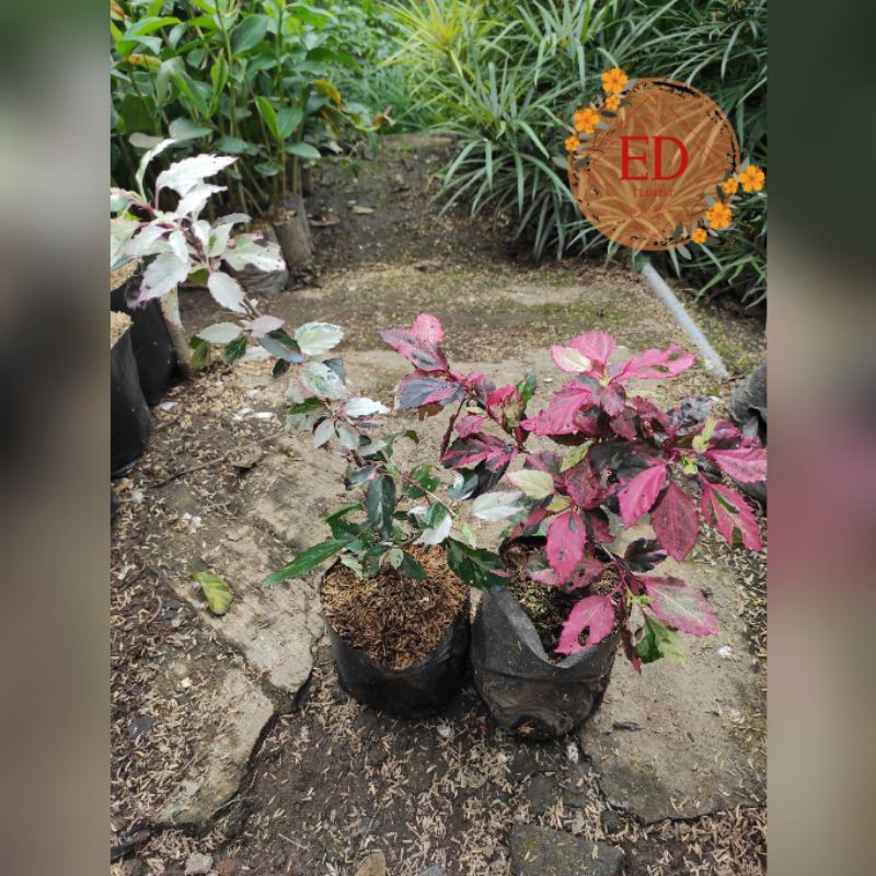 Jual ribang tricolor / bunga sepatu tricolor | Shopee Indonesia