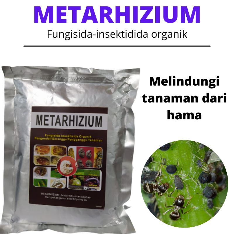 Jual Fungisida Metarhizium Insektisida Wereng, Fungisida Obat Wereng