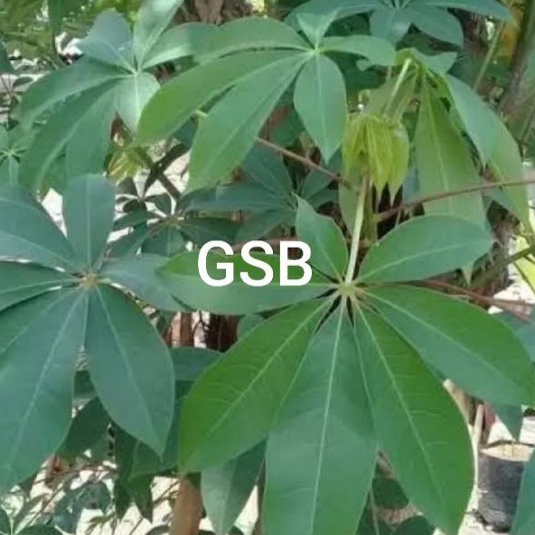Jual Daun randu segar daun kapuk segar 1 kg | Shopee Indonesia