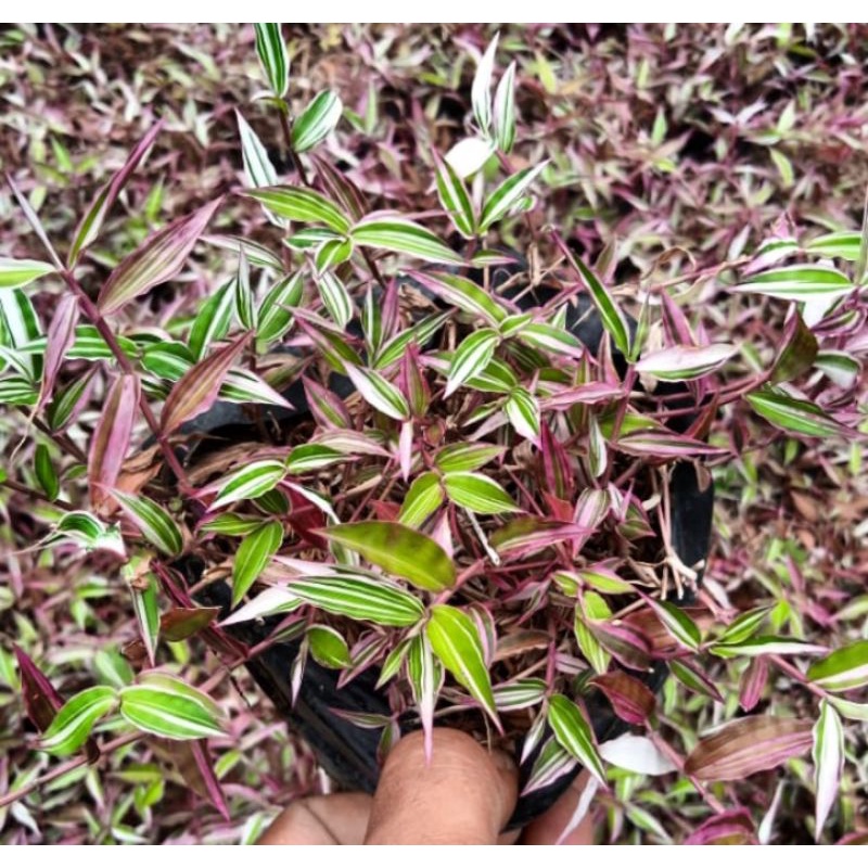 Jual tanaman hias unik rumput tri colour | Shopee Indonesia